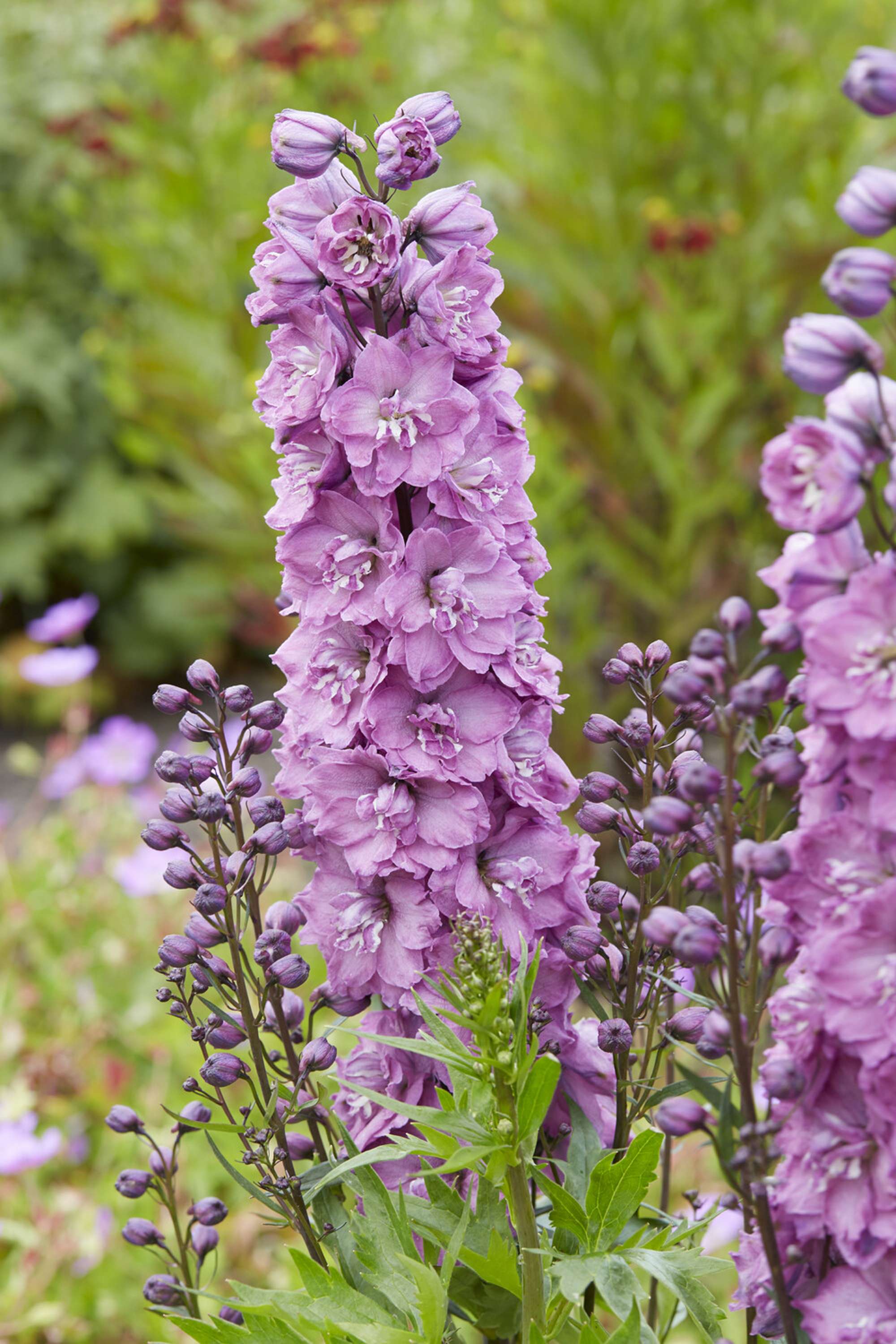 Riddarsporre 'Delphi’s Pink Power'